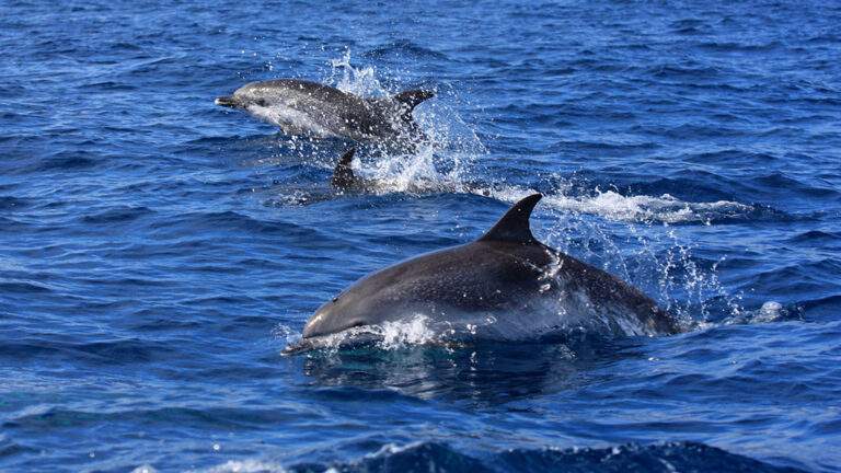 Dolphins in the Azores