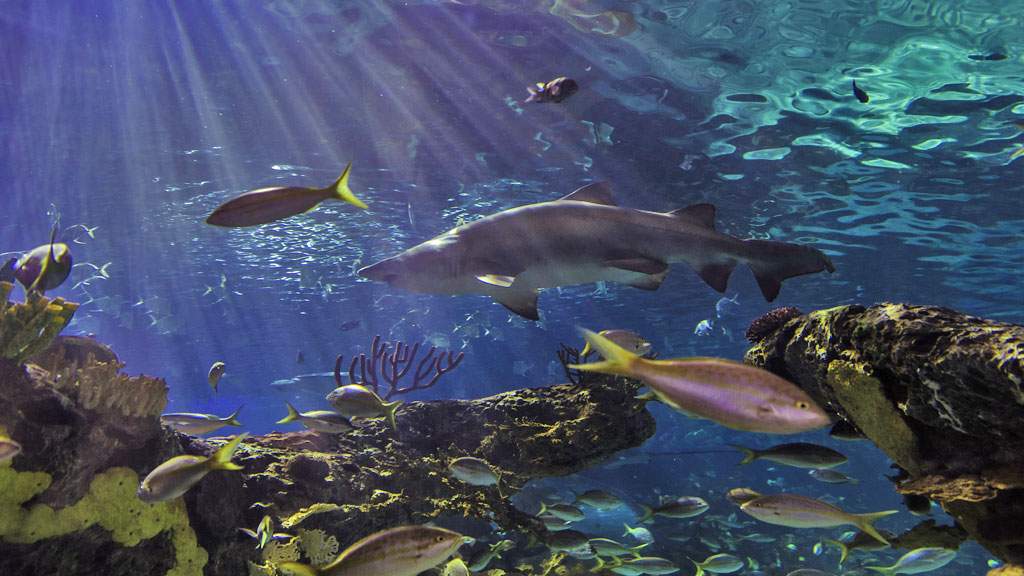 Shark and fish at an aquarium