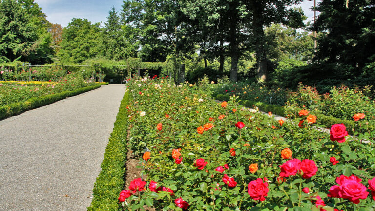 Bern, Switzerland. Famous rosarium (Rosengarten) in the botanical garden.