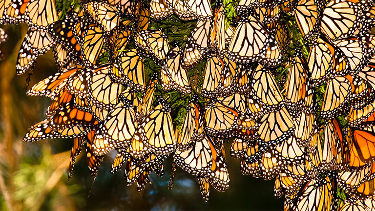 migrating-monarch-butterflies