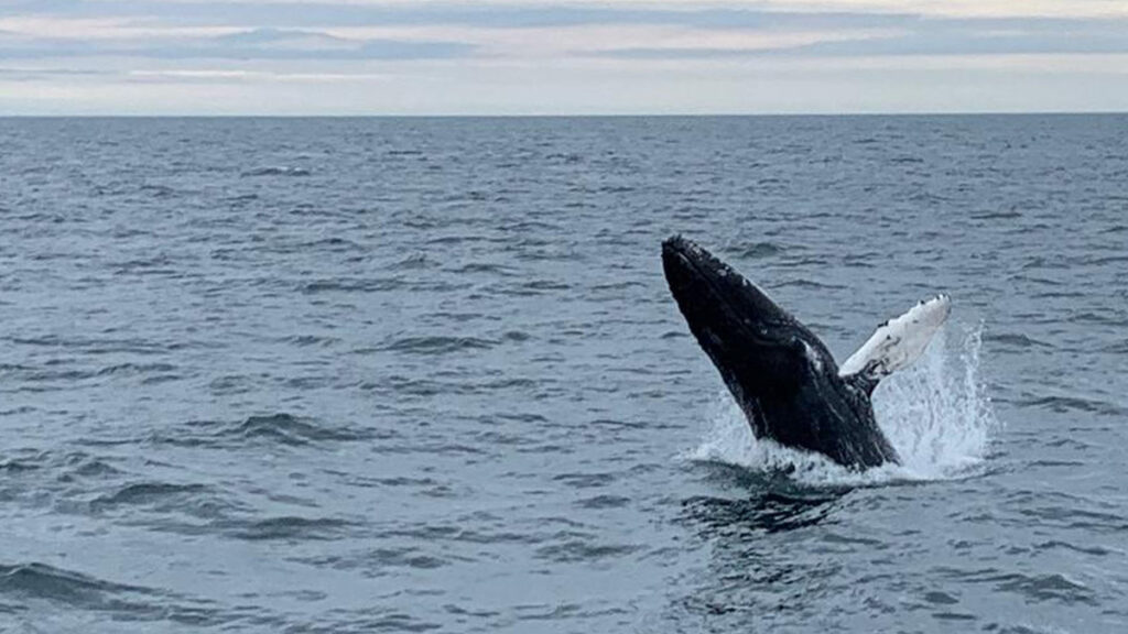 A whale spotted in Iceland