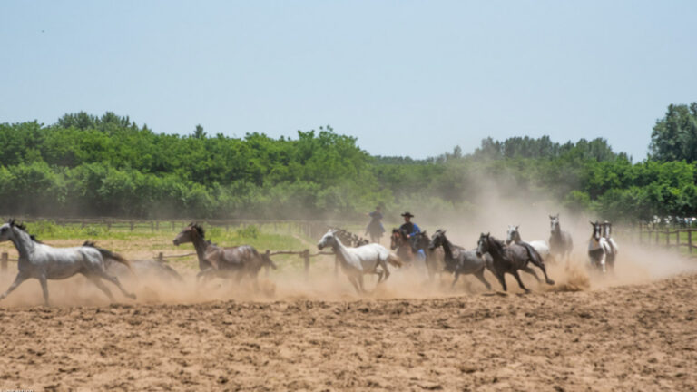 Godollo Horse Show