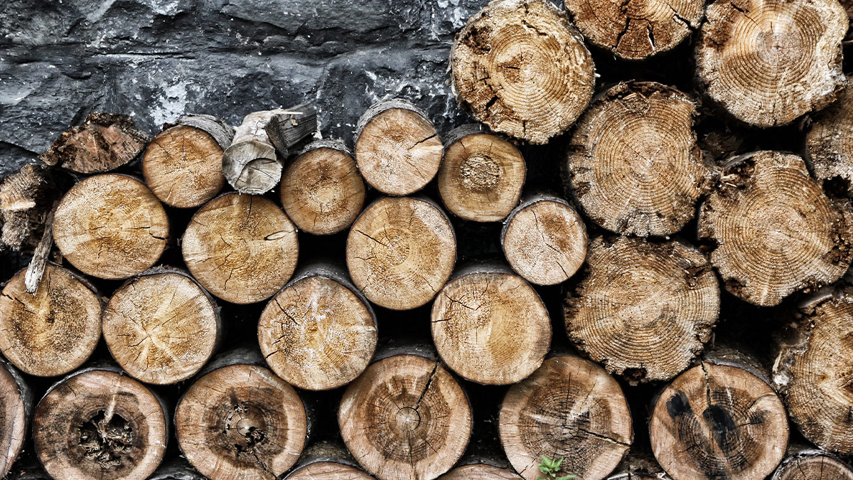 firewood-1200x675