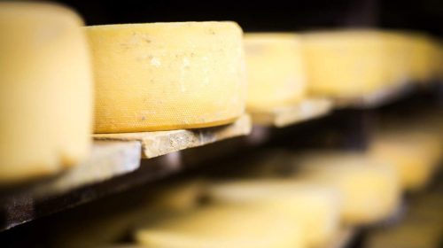 Cheese maturing in the cheese factory on a cheese farm