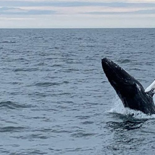 A whale spotted in Iceland