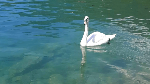 Swan swimming on Lake Thun