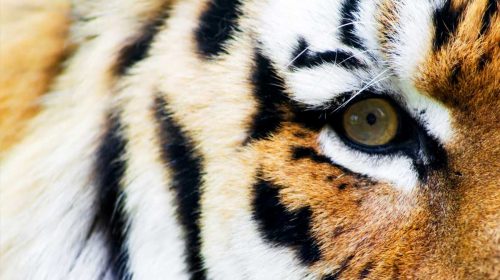 Close up image of a tigers eye